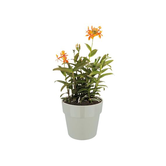 Elho B.for Original Rund 22 - Blumentopf - Maulbeer - Drinnen - Ø 22 x H 20.3 cm