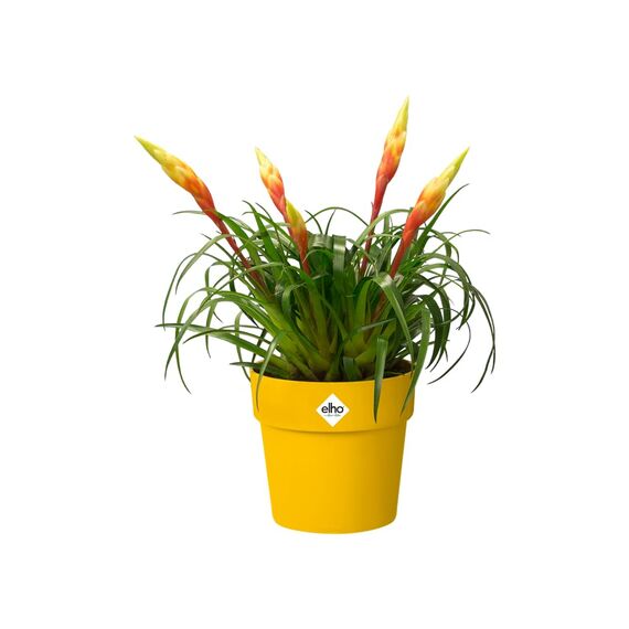 elho B.for Original Rund 30 - Blumentopf für Innen - Ø 29.5 x H 27.3 cm - Gelb/Ocker