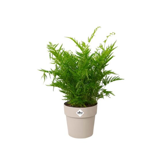 elho B.for Original Rund 35 - Blumentopf für Innen - Ø 35.0 x H 32.0 cm - Grau/Warmes Grau