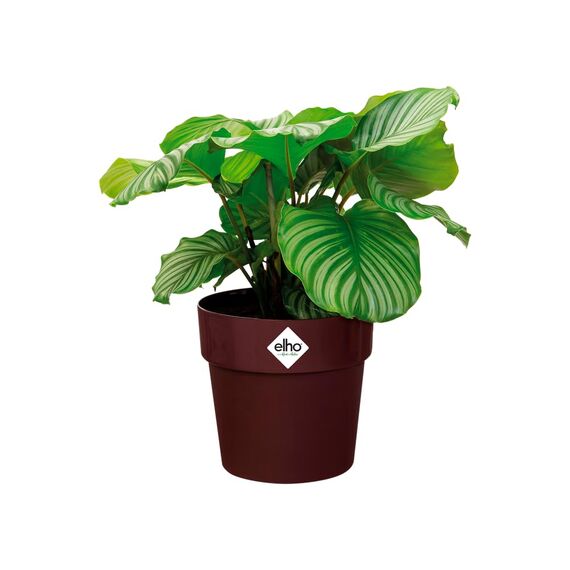 Elho B.for Original Rund 30 - Blumentopf - Maulbeer - Drinnen - Ø 29.5 x H 27.2 cm