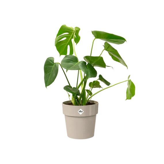 elho B.for Original Rund 35 - Blumentopf für Innen - Ø 35.0 x H 32.0 cm - Grau/Warmes Grau