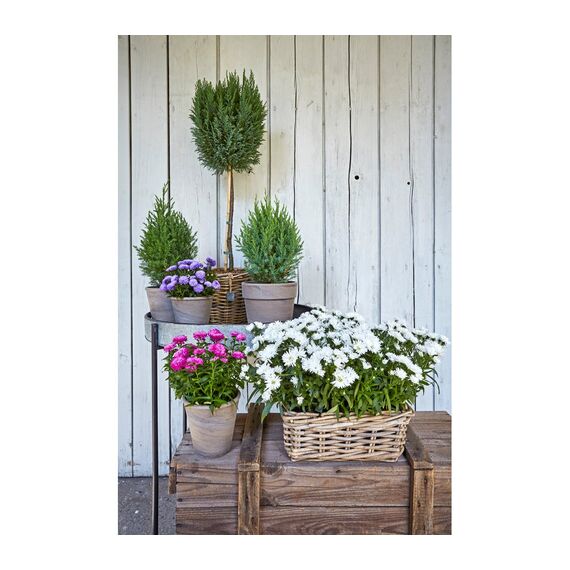 Dehner Rattan-Pflanzkasten, ca. 60 x 23 x 20 cm, Rattangeflecht, grau/braun