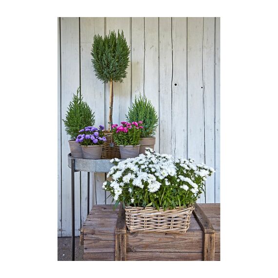 Dehner Rattan-Pflanzkasten, ca. 40 x 23 x 20 cm, Rattangeflecht, grau/braun