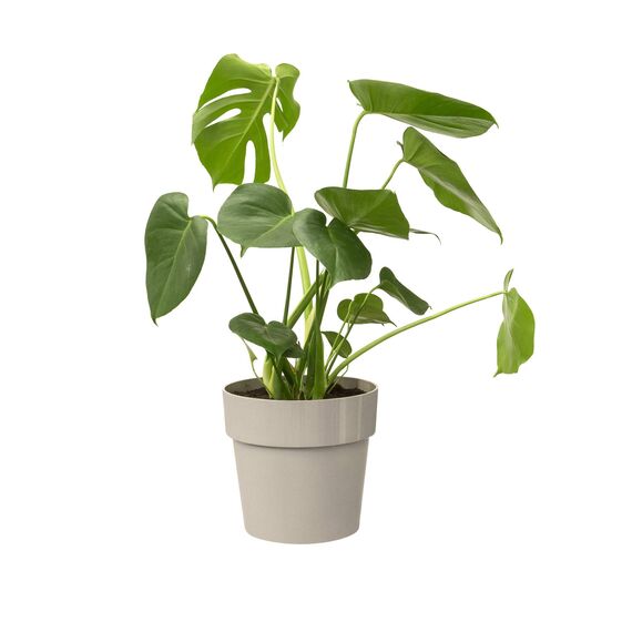 elho B.for Original Rund 22 - Blumentopf für Innen - Ø 22.0 x H 20.3 cm - Grau/Warmes Grau