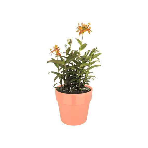 Elho b.for Blumentopf Original, Pfirsich, 16 x 16 x 14,6 cm