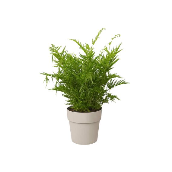 elho B.for Original Rund 22 - Blumentopf für Innen - Ø 22.0 x H 20.3 cm - Grau/Warmes Grau