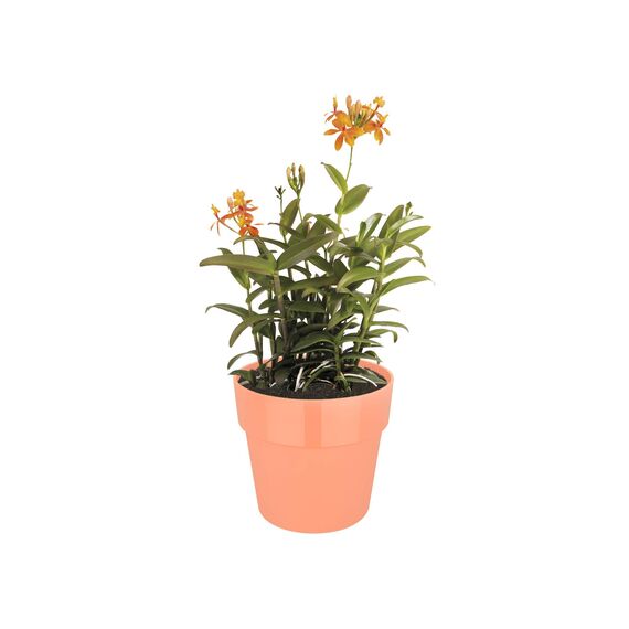 Elho b.for Blumentopf Original, Pfirsich, 16 x 16 x 14,6 cm