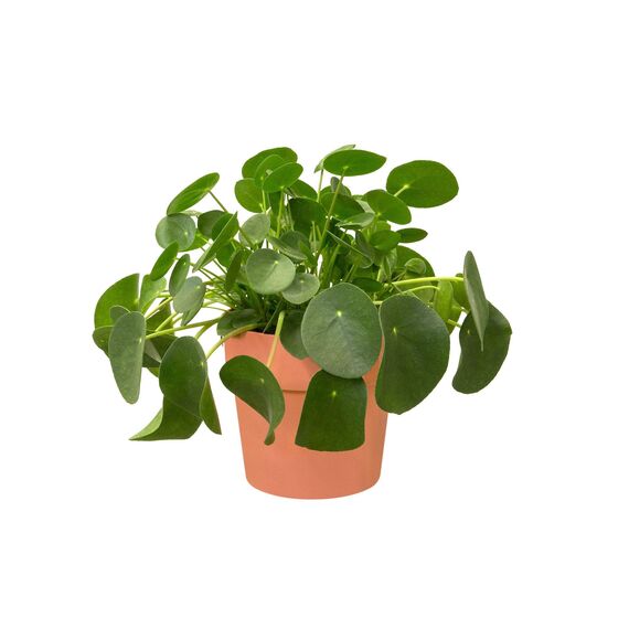 Elho b.for Blumentopf Original, Pfirsich, 14 x 14 x 12,8 cm