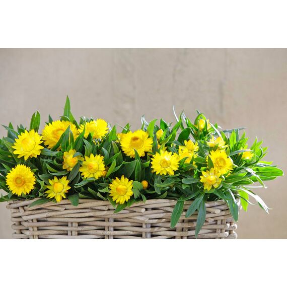 Dehner Rattan-Pflanzkasten, ca. 40 x 23 x 20 cm, Rattangeflecht, grau/braun (Packung mit 2)