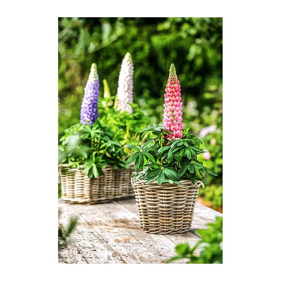 Dehner Rattan-Pflanzkasten, ca. 60 x 23 x 20 cm, Rattangeflecht, grau/braun