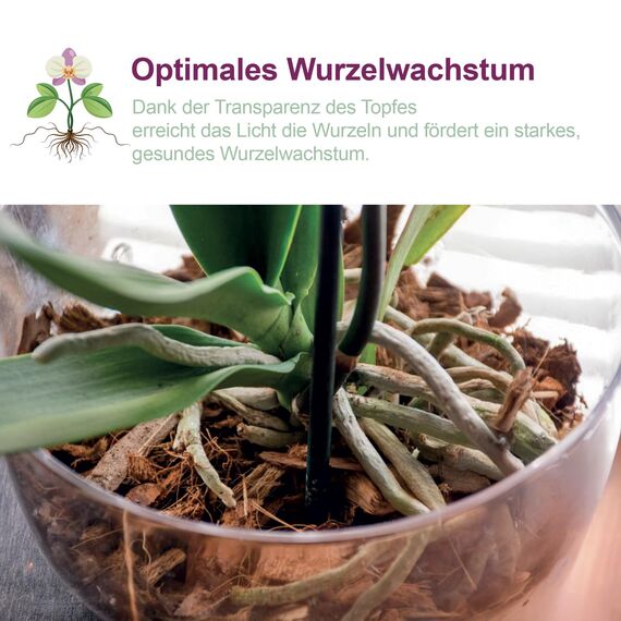 Kalapanta Orchideentopf, transparent aus Kunststoff, mit Entwässerungslöchern und Untersetzer (3, Ø 14 cm)