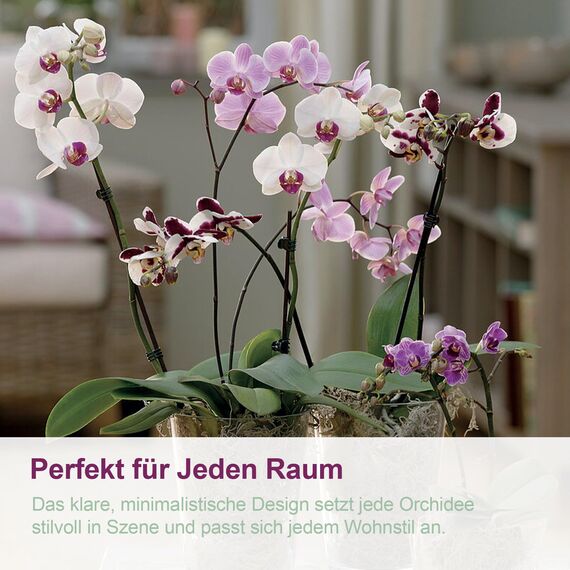 Kalapanta 3 transparente Plastiktöpfe für Orchideen mit Entwässerungslöchern und 3 Untersetzers (3, Ø 16 cm)