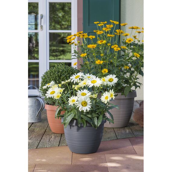 Scheurich Country Star, Pflanzgefäß aus Kunststoff, Terracotta, 48 cm Durchmesser, 36,7 cm hoch, 40 l Vol.