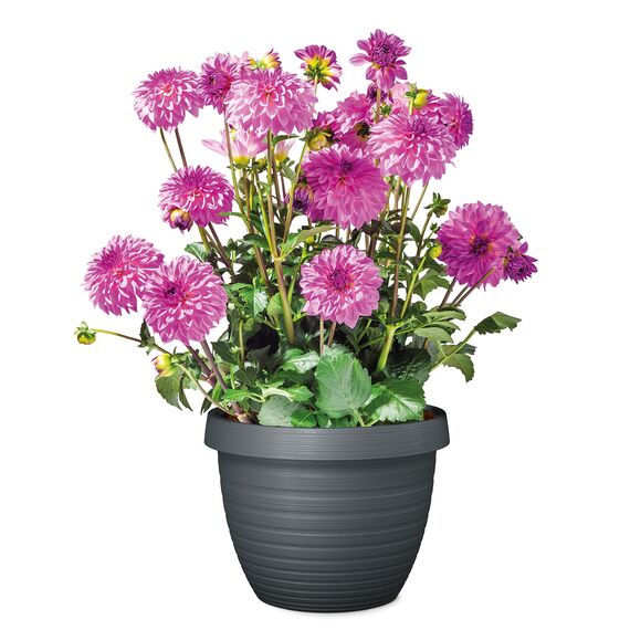 Scheurich Country Star, Pflanzgefäß aus Kunststoff, Metallic Grey, 35 cm Durchmesser, 26,2 cm hoch, 14,5 l Vol.