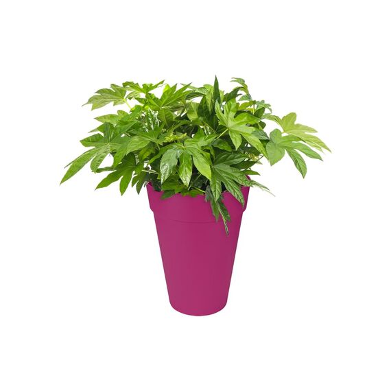 elho loft urban Rund Hoch 35 Blumentopf – Runder Blumentopf in Kirsche – Stilvolle Dekoration für den Außenbereich – Ø 33,5 x H 45,3 cm