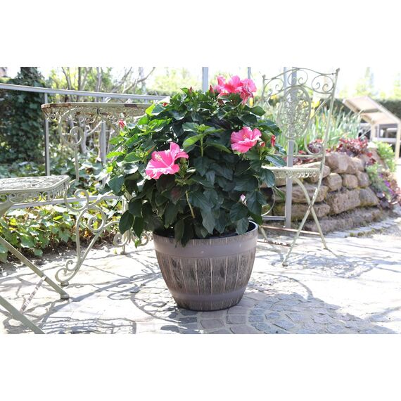 Jinfa 6er-Set Pflanzkübel aus Kunststoff in Weinfass Holzoptik bottich Miniteich | Farbe: Eiche | Design: Weinfass | Ø 38 cm