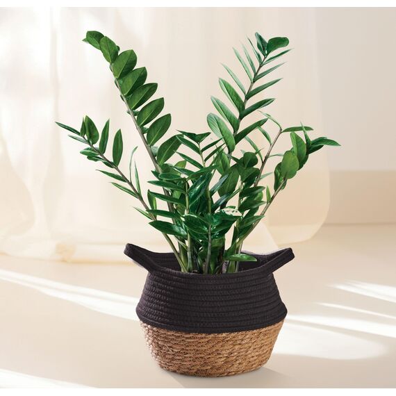 Praknu Deko Blumentopf Übertopf - Seegras Geflochten mit Baumwolle Ø 20cm - Pflanzkorb Boho Schwarz