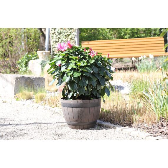 Jinfa 3er-Set Pflanzkübel aus Kunststoff in Weinfass Optik Dunkelbraun bottich Miniteich | Farbe: Kastanie | Design: Weinfass | Ø 38 cm