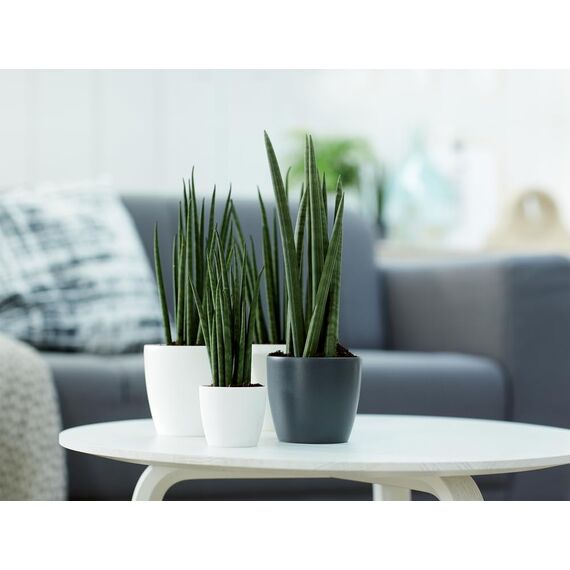 elho Brussels Rund Mini 10.5 - Blumentopf für Innen - Ø 11.0 x H 9.7 cm - Schwarz/Anthracite