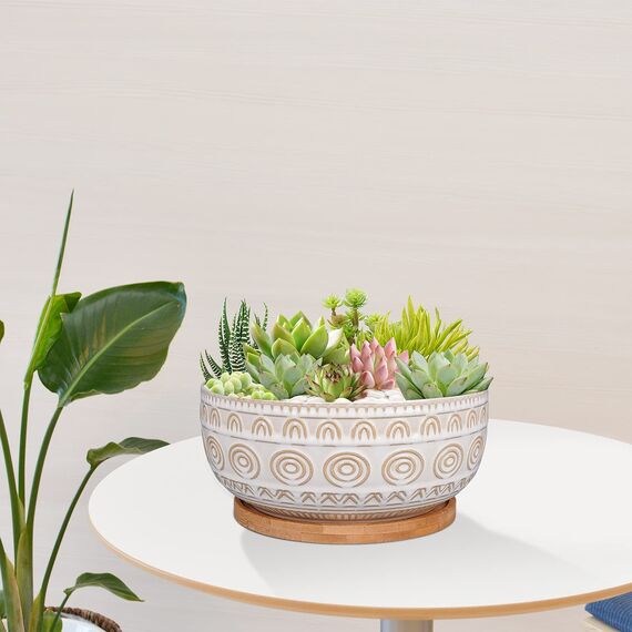 Eightpot Sukkulenten-Übertopf aus Keramik, 20,3 cm, mit Ablaufloch und Untersetzer, rund, flach, für Zimmerpflanzen, weiß