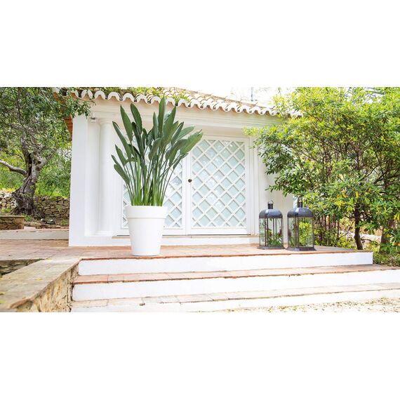 CAPRI HIGH POT 56CM DARK RED, Dunkelrot