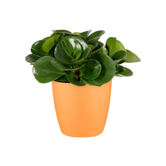 Elho Brussels Rund Mini 12,5 - Blumentopf - Sunrise Orange - Drinnen - Ø 13 x H 11.4 cm