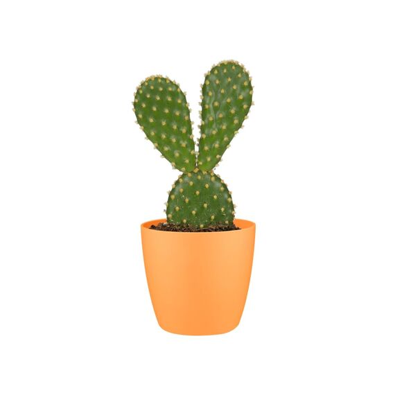 Elho Brussels Rund Mini 7 - Blumentopf - Sunrise Orange - Drinnen - Ø 6.7 x H 6 cm