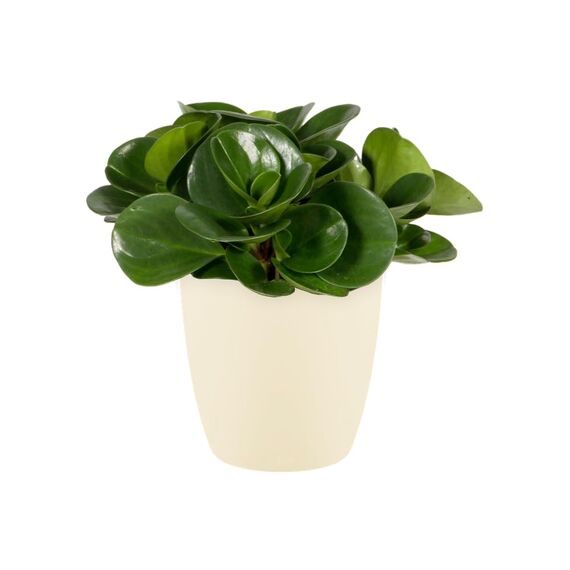 Elho Brussels Rund Mini 12,5 - Blumentopf - Elfenbein - Drinnen - Ø 13 x H 11.4 cm