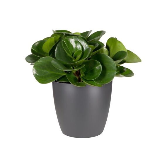 elho Brussels Orchidee 12.5 - Blumentopf für Innen - Ø 13.0 x H 11.5 cm - Schwarz/Anthracite