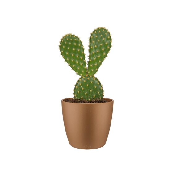 Elho Brussels Rund Mini 7 - Blumentopf - Samt Gold - Drinnen - Ø 6.7 x H 6 cm