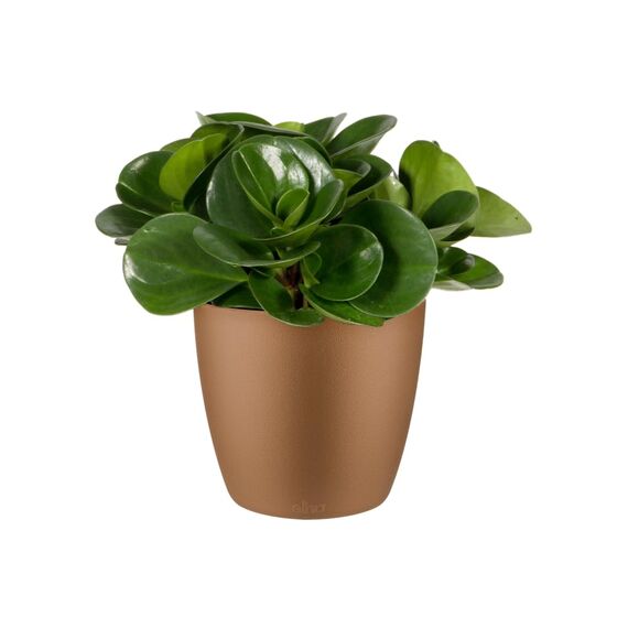 Elho Brussels Rund Mini 12,5 - Blumentopf - Samt Gold - Drinnen - Ø 13 x H 11.4 cm
