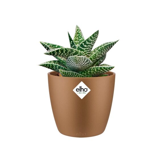 Elho Brussels Rund Mini 9,5 - Blumentopf - Samt Gold - Drinnen - Ø 10.2 x H 8.7 cm