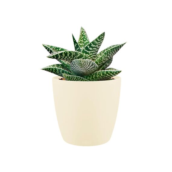 Elho Brussels Rund Mini 9,5 - Blumentopf - Elfenbein - Drinnen - Ø 10.2 x H 8.7 cm