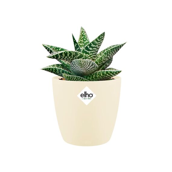 Elho Brussels Rund Mini 9,5 - Blumentopf - Elfenbein - Drinnen - Ø 10.2 x H 8.7 cm
