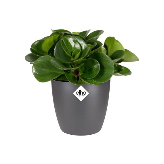 elho Brussels Orchidee 12.5 - Blumentopf für Innen - Ø 13.0 x H 11.5 cm - Schwarz/Anthracite