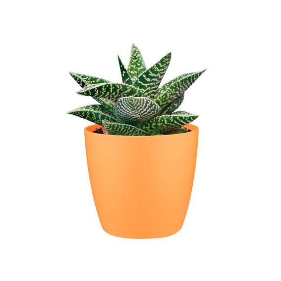 Elho Brussels Rund Mini 9,5 - Blumentopf - Sunrise Orange - Drinnen - Ø 10.2 x H 8.7 cm