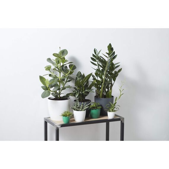 Elho Brussels Rund Mini 12,5 - Blumentopf - Lebhaft Schwarz - Drinnen - Ø 13 x H 11.4 cm