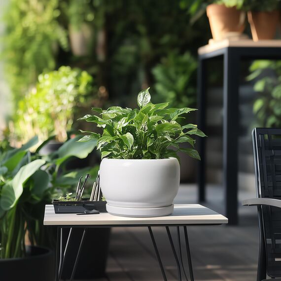 SQOWL Keramik-Pflanzgefäße für Zimmerpflanzen, 20,3 cm, runder Blumentopf für den Außenbereich, mit Ablaufloch und Untersetzer, dekorativer moderner Übertopf, Küchendekoration, Hausgeschenke, Weiß