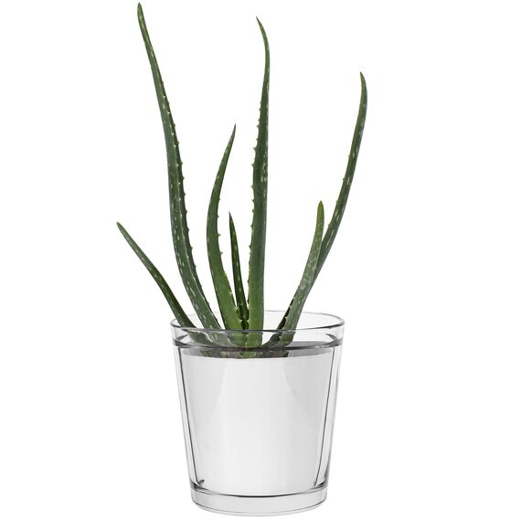 TREND FOR HOME Blumentopf Glas 13.5 cm Blumentopf Orchideen Orchideentopf Transparent Übertopf aus Glas Pflanztopf Übertopf aus Blumenkübel Blumenübertopf | 1000 ml | ⌀ 12.5 cm | Orchid