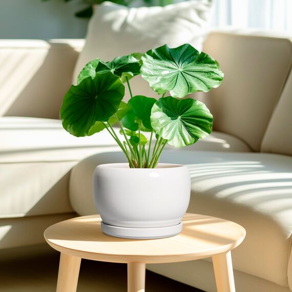 SQOWL Keramik-Pflanzgefäße für Zimmerpflanzen, 20,3 cm, runder Blumentopf für den Außenbereich, mit Ablaufloch und Untersetzer, dekorativer moderner Übertopf, Küchendekoration, Hausgeschenke, Weiß