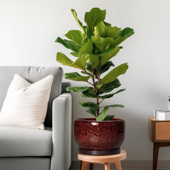 SQOWL Keramik-Blumentöpfe – 25,4 cm Pflanztopf für den Innenbereich, Keramik-Pflanzgefäß mit Ablaufloch und Untersetzer, runder dekorativer großer Übertopf für den Außenbereich, Heimdekoration