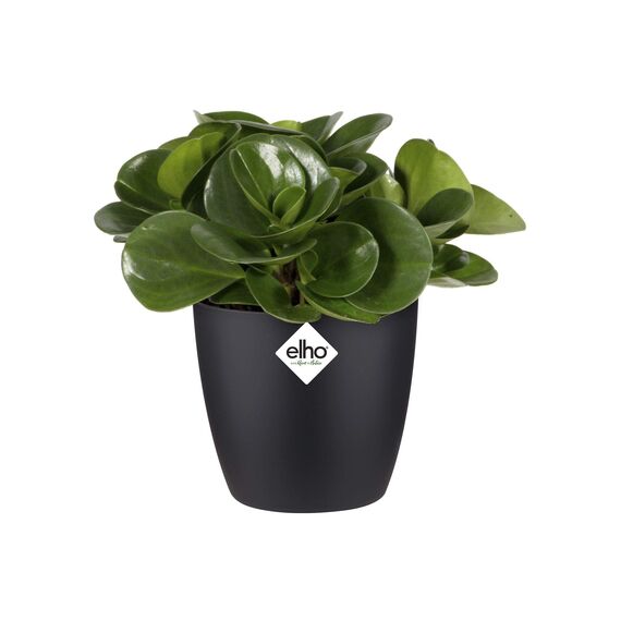 Elho Brussels Rund Mini 12,5 - Blumentopf - Lebhaft Schwarz - Drinnen - Ø 13 x H 11.4 cm