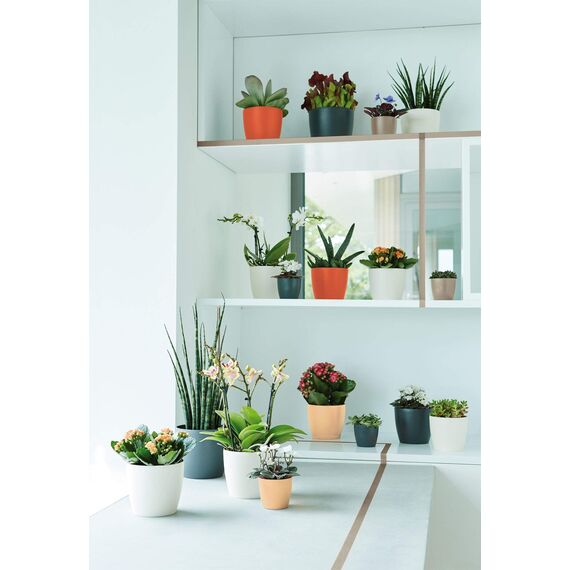 elho brussels rund mini 9,5cm Blumentopf - warmes grau