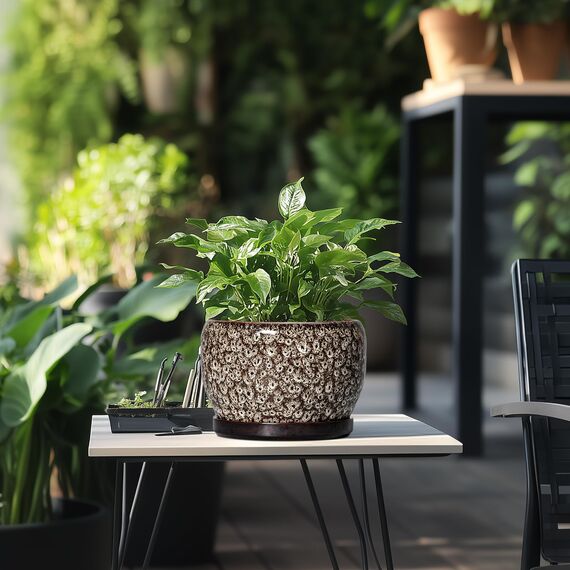 SQOWL Keramik-Pflanzgefäß – 20,3 cm Pflanztopf für den Innenbereich mit Ablaufloch und Untersetzer, runde Keramik-Blumentöpfe für den Außenbereich, dekorativer moderner Übertopf, Büro-Küchendekoration