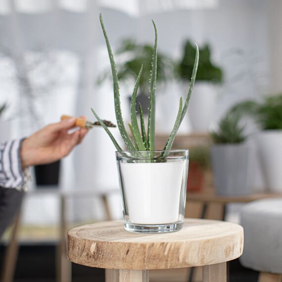 TREND FOR HOME Blumentopf Glas 13.5 cm Blumentopf Orchideen Orchideentopf Transparent Übertopf aus Glas Pflanztopf Übertopf aus Blumenkübel Blumenübertopf | 1000 ml | ⌀ 12.5 cm | Orchid