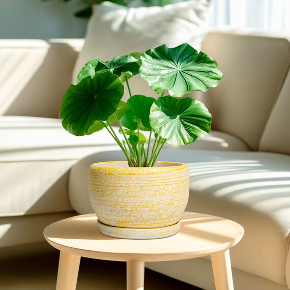 SQOWL Keramik-Blumentöpfe – 20,3 cm Pflanztopf für den Innenbereich mit Ablaufloch und Untersetzer, moderner Keramik-Pflanzgefäß für den Außenbereich, runder dekorativer Übertopf, Wohnzimmer