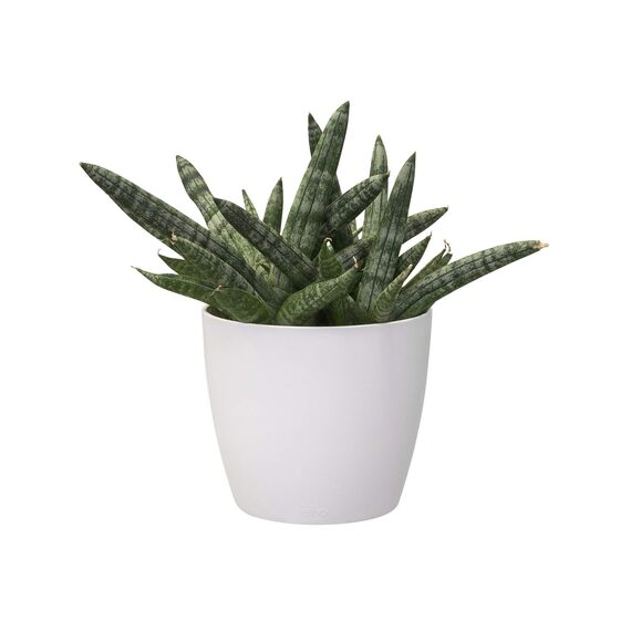 elho brussels rund mini 9,5cm Blumentopf - warmes grau