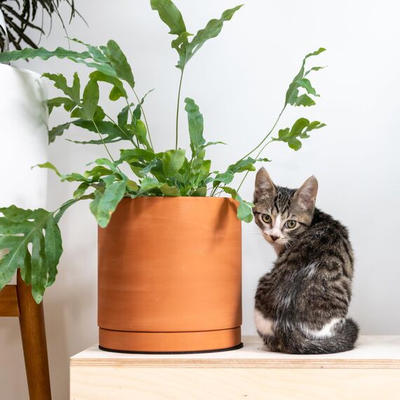 D'vine Dev Terrakotta-Töpfe für Pflanzen, 13 cm, 16,5 cm, 21,6 cm, runder Zylinder-Pflanztopf mit Drainage und Untersetzer, 40-T-B-0