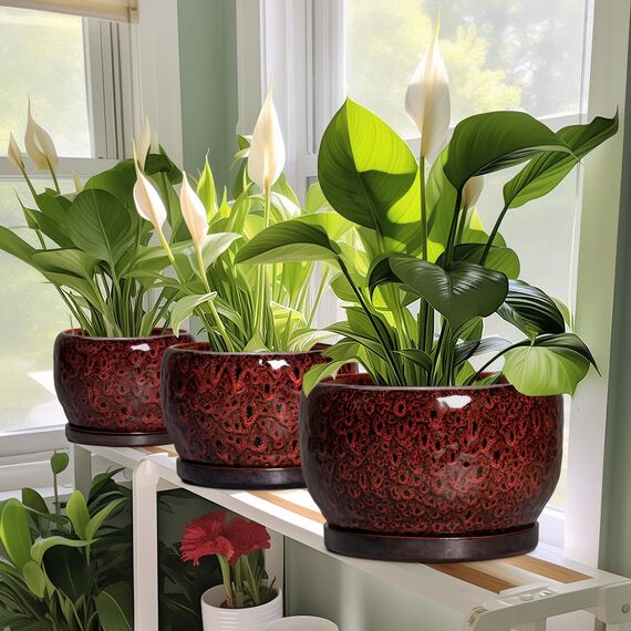 SQOWL Keramik-Blumentöpfe – 25,4 cm Pflanztopf für den Innenbereich, Keramik-Pflanzgefäß mit Ablaufloch und Untersetzer, runder dekorativer großer Übertopf für den Außenbereich, Heimdekoration