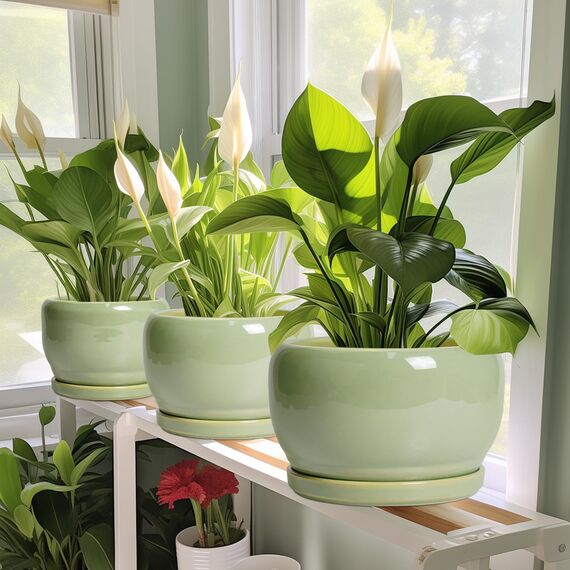 SQOWL 20,3 cm großer Blumentopf – Keramik-Pflanzgefäße mit Ablaufloch und Tablett, runder Blumentopf für Zimmerpflanzen, Moderne dekorative Pflanzgefäße für den Außenbereich, Gartendekoration